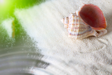 Image showing Seashell 2