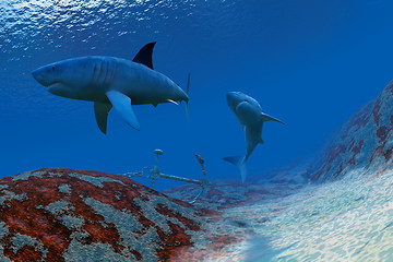 Image showing Shark