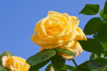 Image showing Yellow Rose