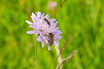 Image showing Bee with Bug