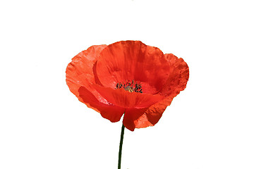 Image showing Poppy