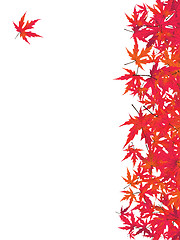 Image showing Japanese red maple. EPS 8