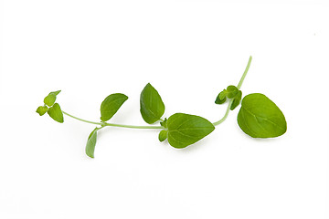 Image showing Oregano