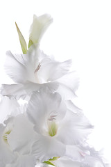 Image showing Beautiful White Gladiolus 