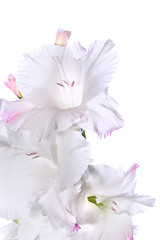 Image showing Beautiful White Gladiolus 