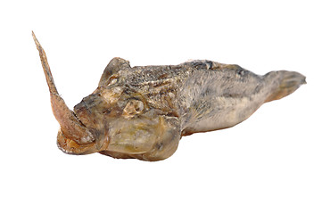 Image showing fish of prey
