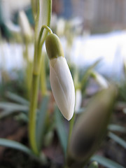 Image showing snowdrop
