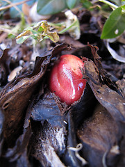 Image showing rhubarb bud