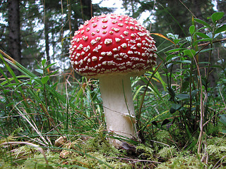 Image showing Amanita muscaria, fly agaric