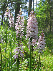 Image showing Dactylorhiza maculata, Heath Spotted Orchid