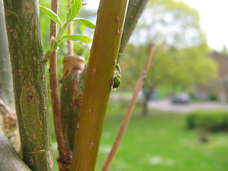 Image showing mistletoe sprout