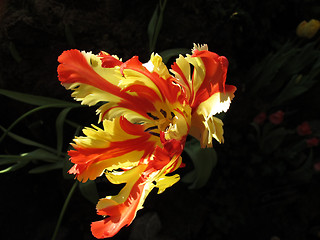 Image showing tulip 'Flaming parrot'