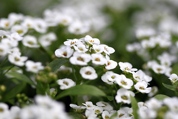 Image showing clear crystal white alyssum