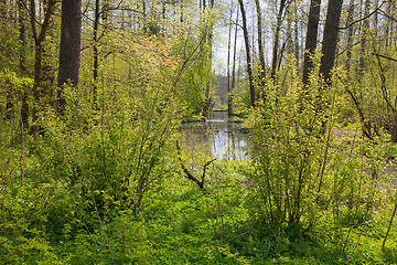Image showing River crossing natural forest in springtime