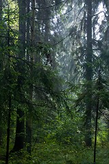 Image showing Shady rain after coniferous stand of Bialowieza Forest in summer