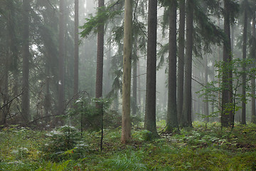 Image showing Coniferous stand in mist