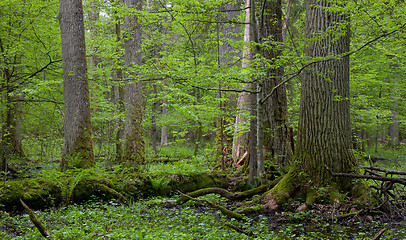 Image showing Group of giant oaks in natural forest