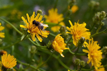 Image showing Hoovering fly family insect on yellow flower