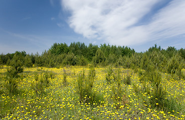 Image showing Young pine tree among grass and yellow flowers