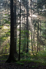 Image showing Misty forest at morning