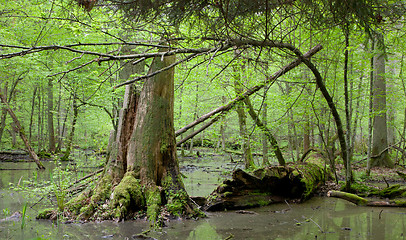 Image showing Springtime deciduous forest with standing water