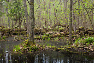 Image showing Springtime wet mixed forest with standing water