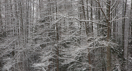 Image showing Old trees after blizzard