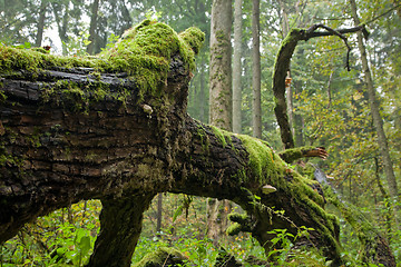 Image showing Lichem and moss wrapped broken branch