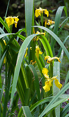 Image showing Yellow Water Flag leaf closeup with some water drops