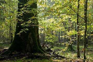 Image showing Giant oak tree grows among hornbeam