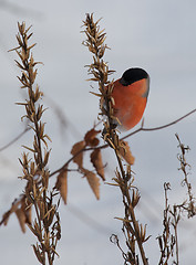 Image showing Eurazian Bulfinch male sitting