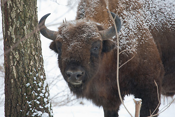 Image showing European bison bull in the Bialowieza Forest