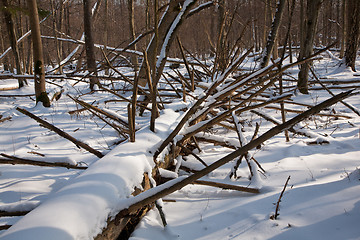 Image showing Winter landscape of natural forest with dead spruce tree