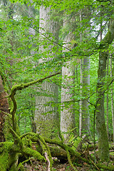 Image showing Two old oaks with moss wrapped broken branches