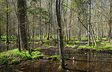 Image showing Stand in springtime with water and anemone flowering