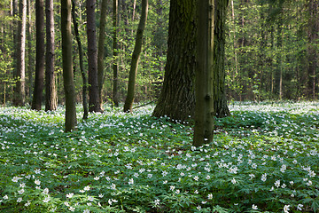 Image showing Springtime Windflowers floral bed in deciduous stand