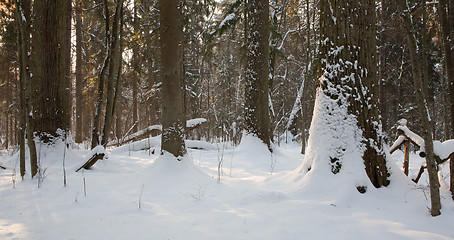 Image showing Mixed stand in sunny wintertime morning