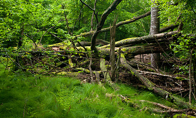 Image showing Grassy glade inside deciduous stand