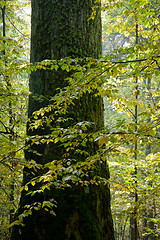 Image showing Giant oak tree grows among hornbeams