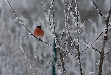 Image showing Eurazian Bulfinch male sitting