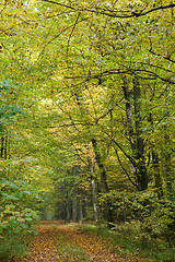 Image showing Autumnal ground road in midday