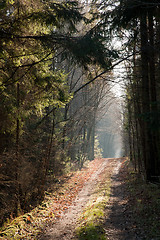 Image showing Ground road crossing autumnal coniferous stand