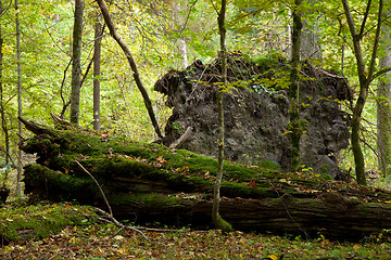 Image showing Large moss wrapped tree lying