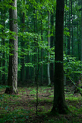 Image showing Mixed stand just before sunrise