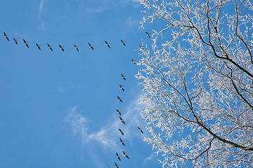 Image showing Snow wrapped alder branch and flock of geese flying over