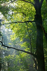 Image showing Sunbeams entering deciduous stand