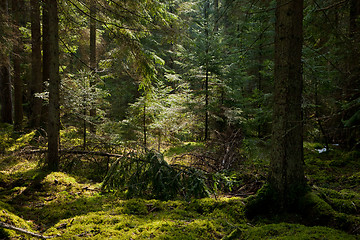 Image showing Young norwegian spruces illuminated 