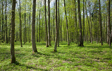 Image showing Deciduous stand of Bialowieza Forest Landscape Reserve at sunny springtime day