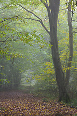 Image showing Old hornbeam tree over path in mist