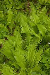 Image showing Top view of Fern based floral pattern